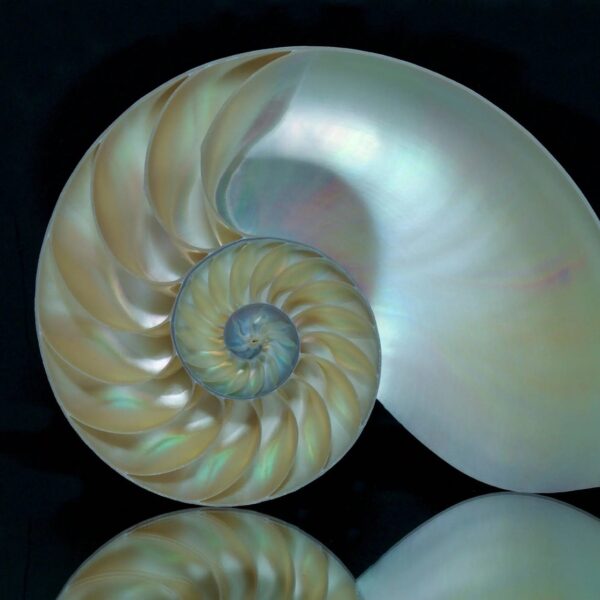 Pearl Shell Necklace close up